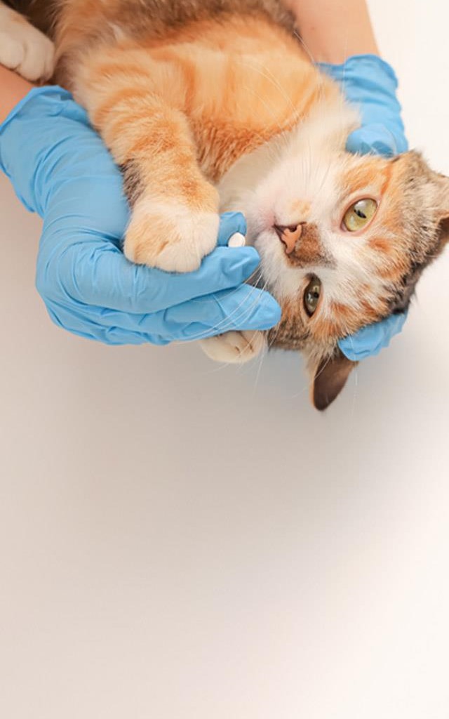 Cuida de la salud de tu mascota