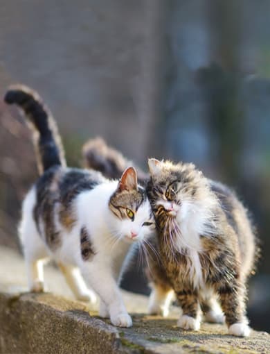 Control reproductivo para perros y gatos en Fene