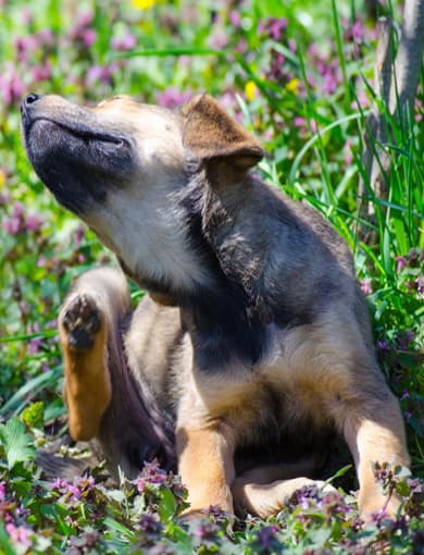 Dermatología veterinaria en Fene