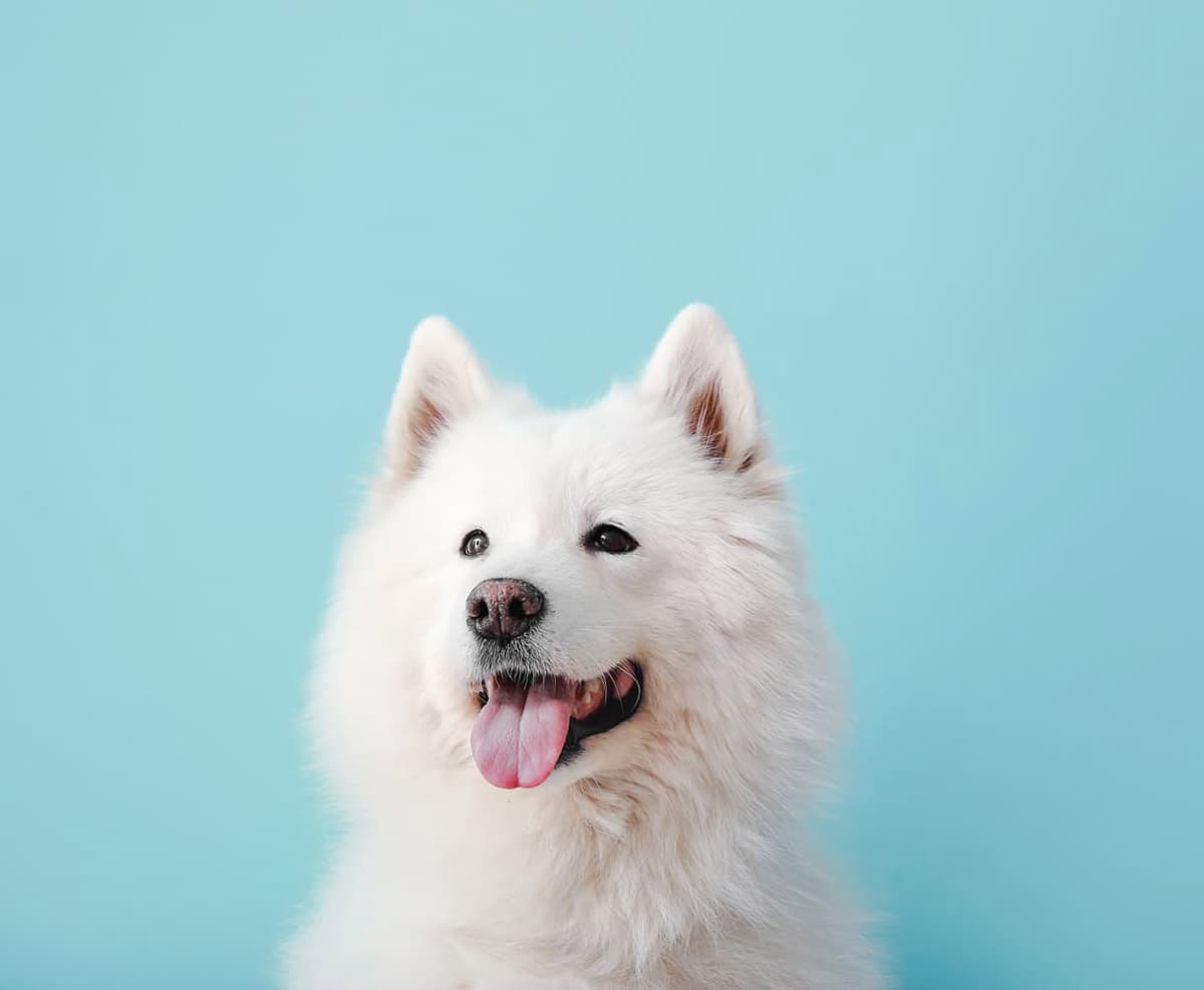 Tu centro veterinario de referencia en Fene