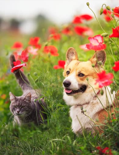 ¿Qué otros servicios ofrecemos en Centro Veterinario Esquío?
